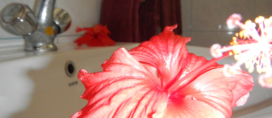 Sun & Sea, rooms at the beach, excellent fish and seafood restaurant, Bentota, Sri Lanka