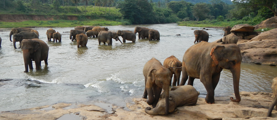 Sun and Sea, Zimmer, Gästehaus, Bungalows am Strand, Fischrestaurant, Bentota, Sri Lanka