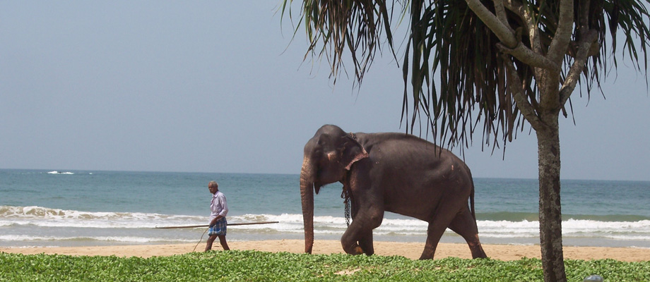 Sun and Sea, Zimmer, Gästehaus, Bungalows am Strand, Fischrestaurant, Bentota, Sri Lanka