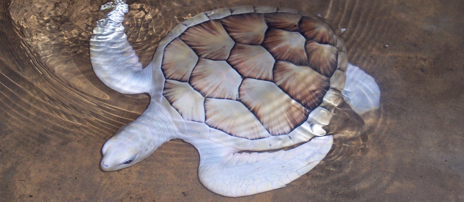 Sun and Sea, Zimmer, Gästehaus, Bungalows am Strand, Fischrestaurant, Bentota, Sri Lanka